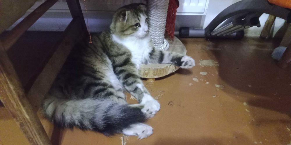 Продам красеня кота, для потомства.