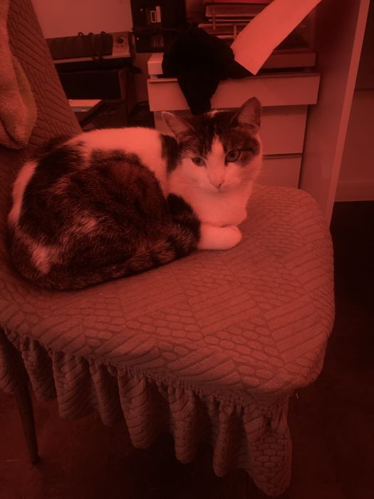 Ma 3 kotki wychowane w domu