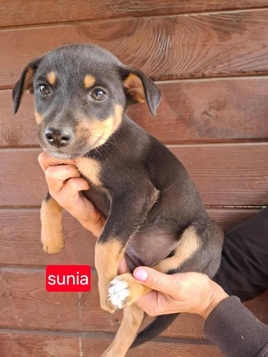 Szczenięta proszą o domy.