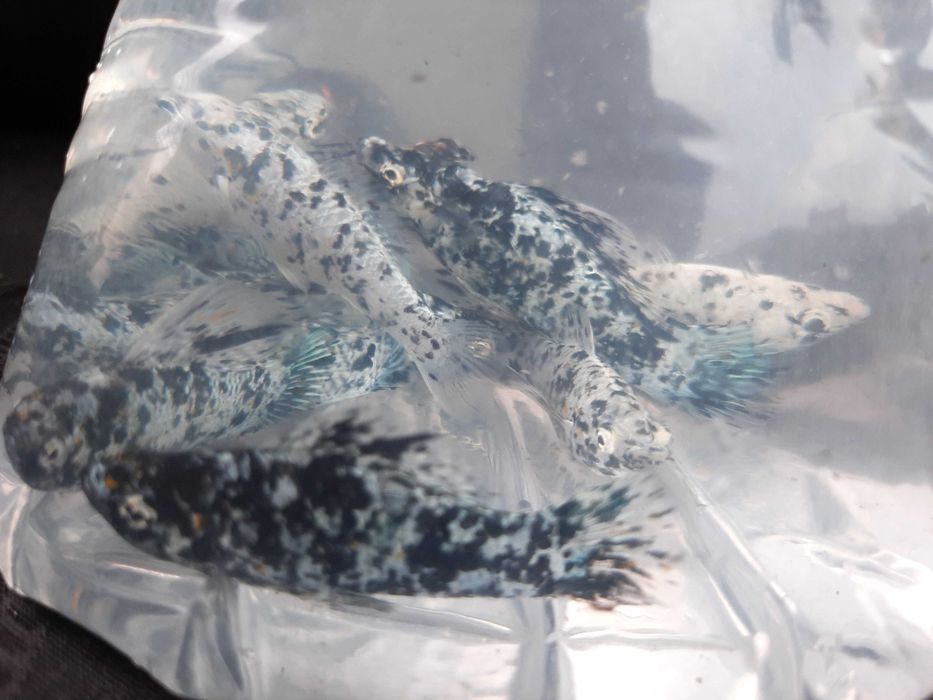 molinezja księżycowa nakrapiana