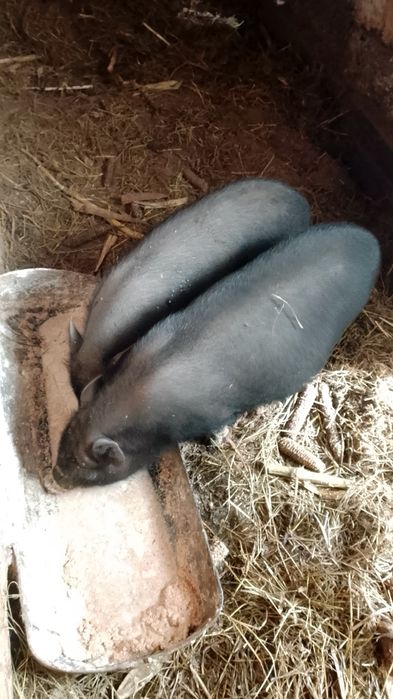 Вьетнамские свинки на развод