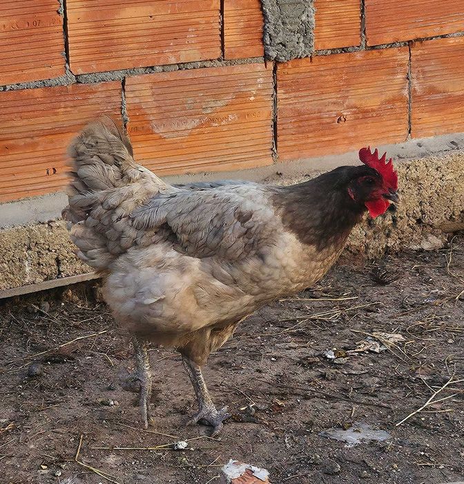 Casal Azul Australorp