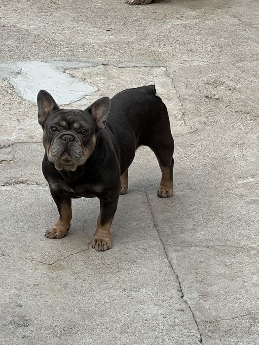 Французский бульдог.Вязка.Голубой тан