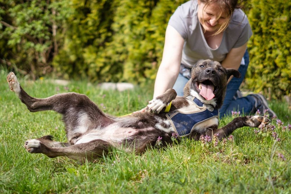 Lara szuka domu Schronisko Napierki