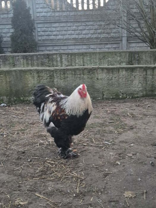 Kogut kochin olbrzymi.