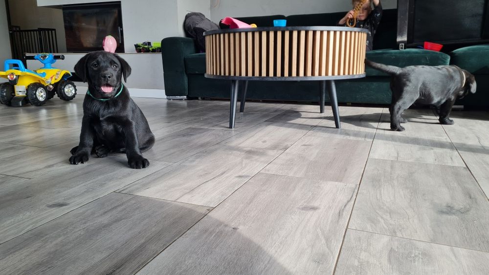 Czarny samiec Labrador Retriever ZKwP FCI
