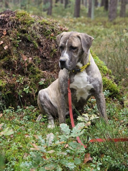 Suczka Około 3 lata