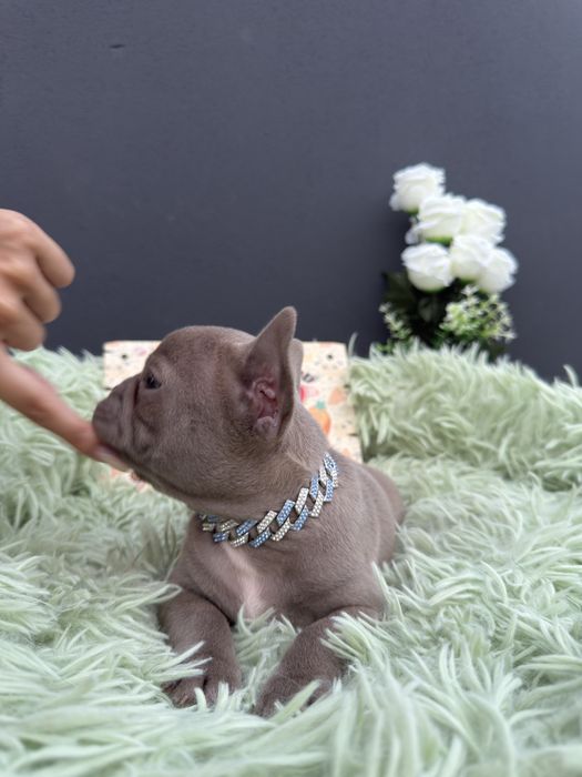 Menino buldog frances lilac