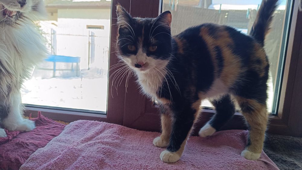 Кішка стерилізована трёхмасна.