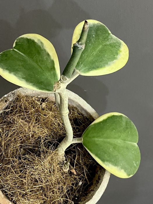 Hoya Kerri variegata