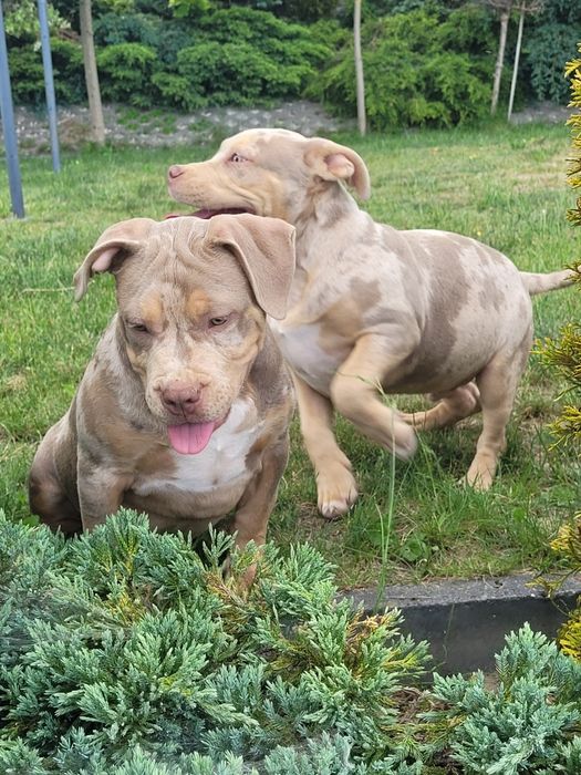 American bully lilacc tri merle