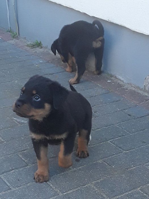 Rottweiler szczeniaki