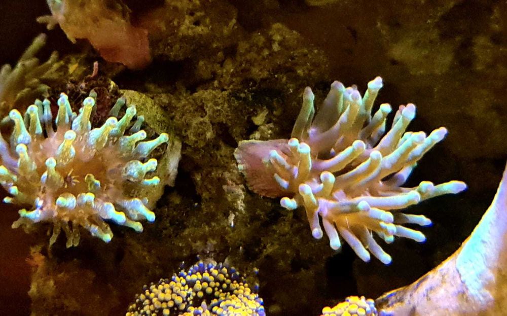 ukwiał Cribrinopsis crassa z własnej hodowli