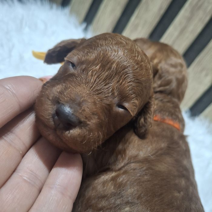 Pudel miniaturowy toy suczka