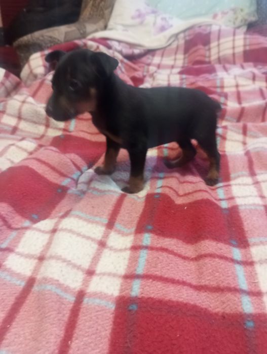 Цуценя цверг пінчер