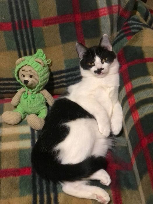 Кошечка 5 месяца бесплатно