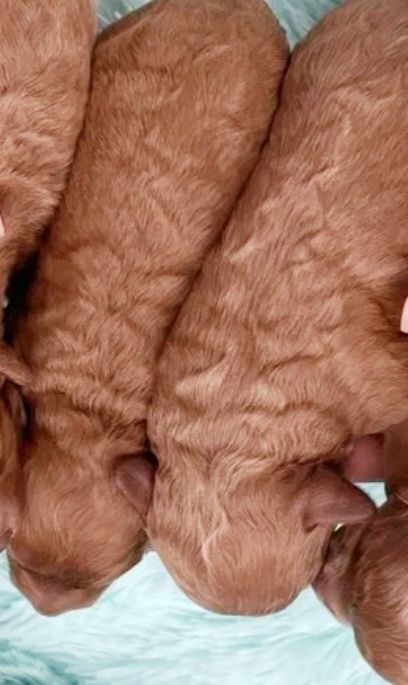 Пудель цуценята ред Браун.