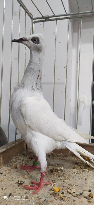 Srebrniak Srebrniaki   biało ogony, Para