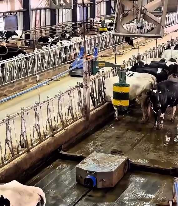 Robot do zgarniania obornika robot do podgarniania paszy CALMAR