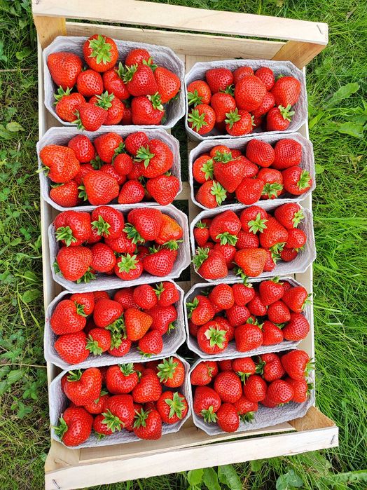 Sadzonki truskawek OWOCUJĄCYCH W TYM ROKU!