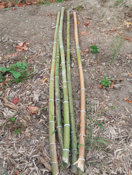 Vendo canas de bambu