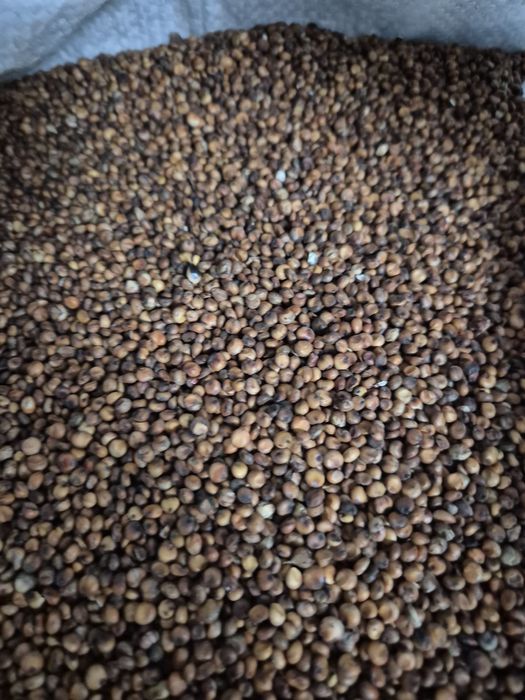 Sorgo czerwone sorgo