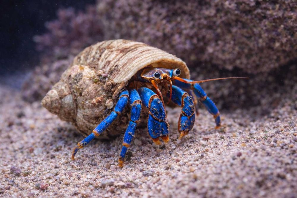 Krab Pustelnik Calcinus elegans Hermit Crab Blue-lEG FLUOLAMPS