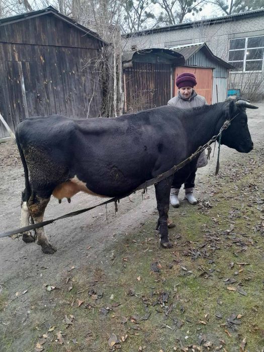 Продам Корову Малин