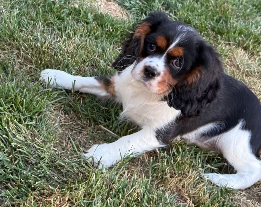 Suczka Cavalier King Charles Spaniel