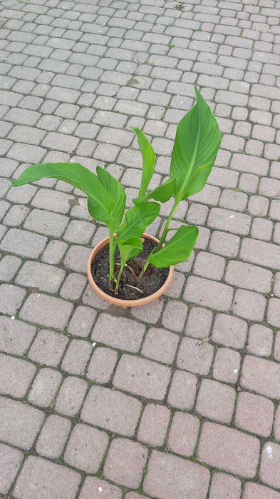 Sprzedam kwiaty kanna ,Canna