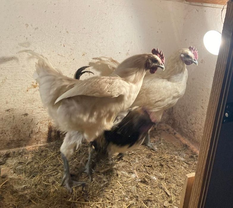 Лакеданзи молодые петухи