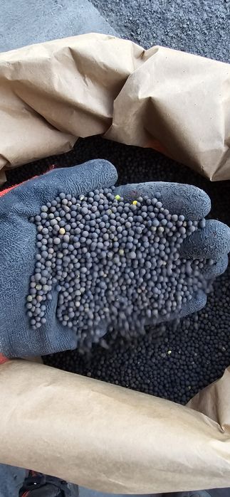 Wyka Ozima (Zimowa) czystość 99% Pewna i Sprawdzona WYSYŁKA