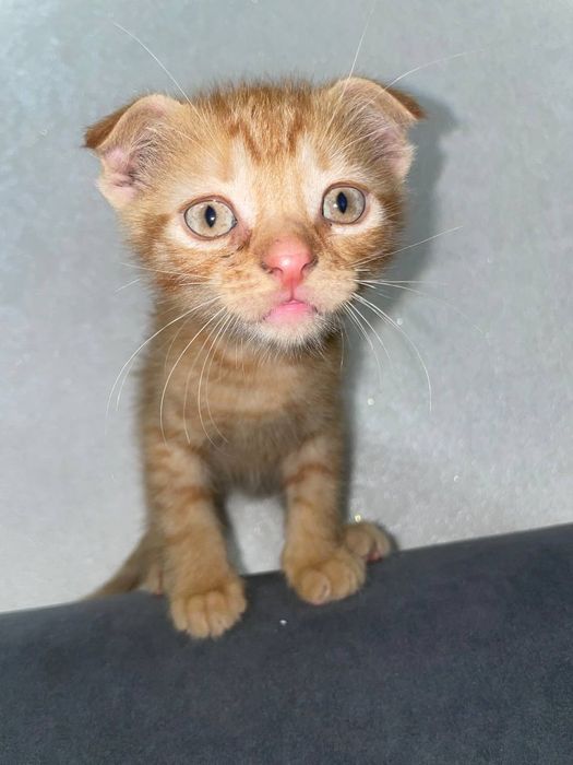 котята веслоухие
