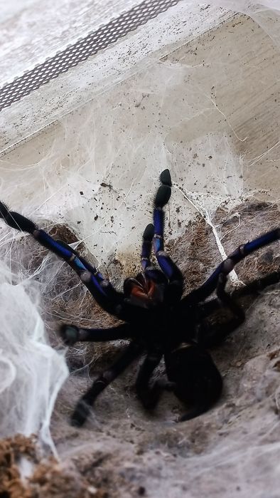 Ptasznik Ch. Natanicharum SAMICA