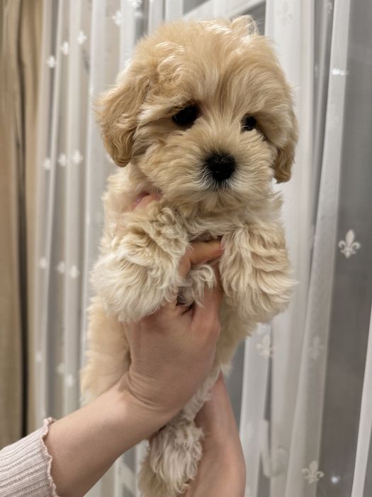 Мальтіпу ф1