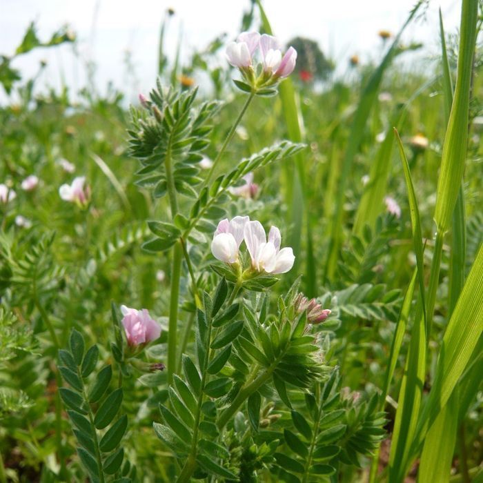 Seradela, nasiona paszowe, cert. Eko.
