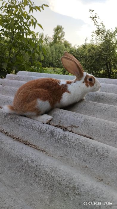 Продаються Кролики