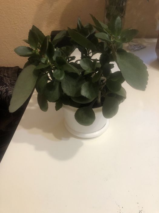 Продам квітуче  Каланхое!