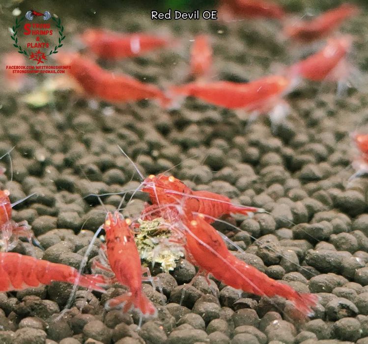 Krewetki Caridina Red Devil OE Orange Eyes ZAMIANA GRATIS PROMOCJA