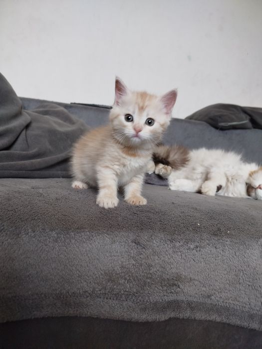 Котик безкоштовно