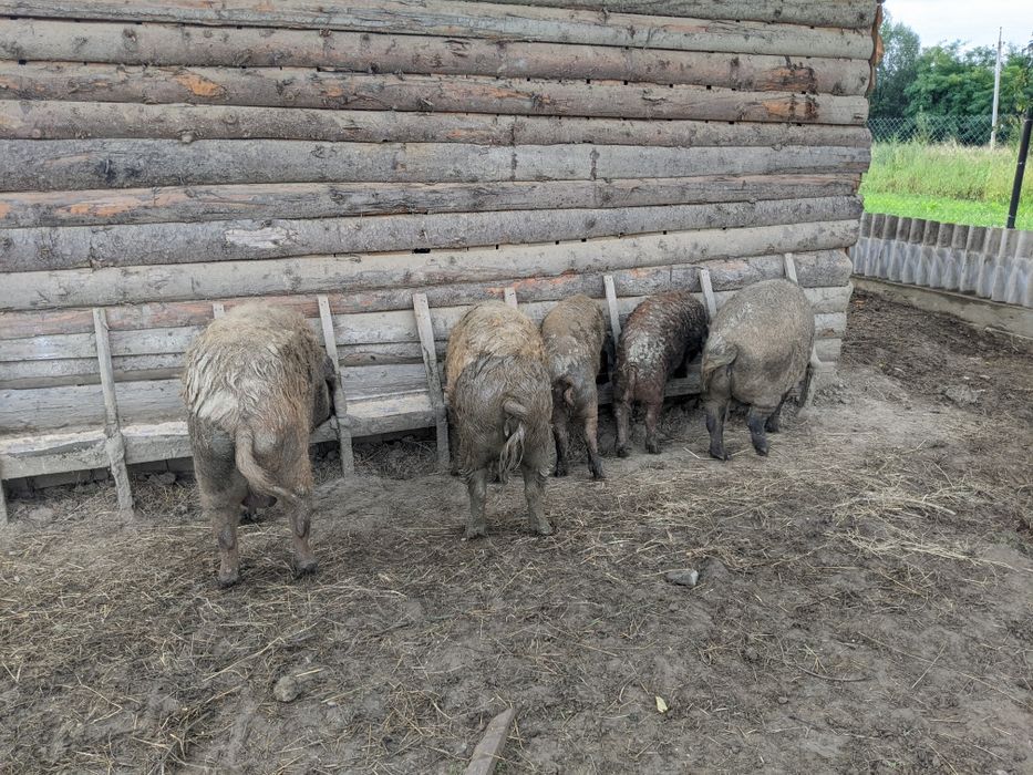 Венгерської мангалиця