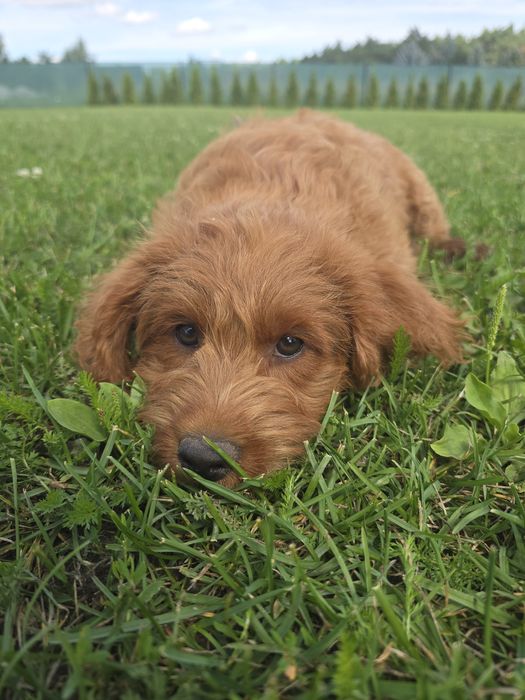 Labradoodle f1b chłopiec doodle goldendoodle