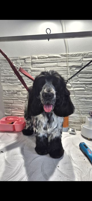 Domowe spa, psi fryzjer, groomer, strzyżenie