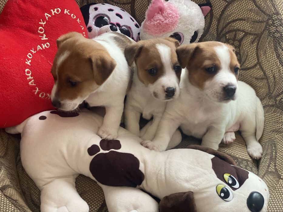 Найкращі малята, джеки