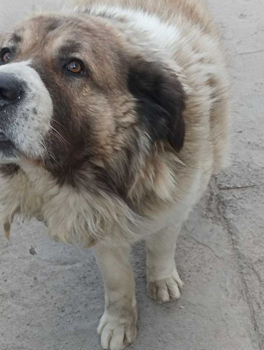 Кабель для случки кавказька вівчарка чистокровний