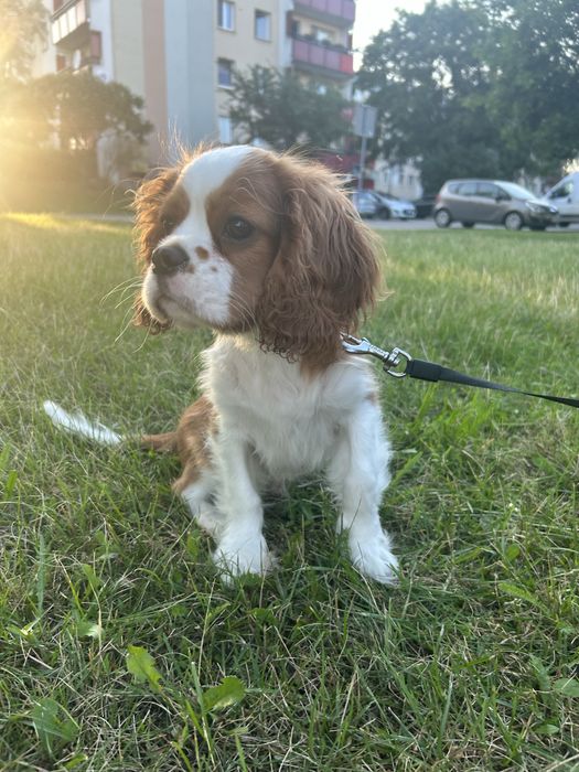 Cavalier king charles spaniel-piesek