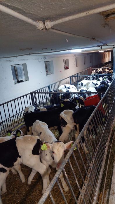 Cielęta byczki.  mcb. Holsztyn