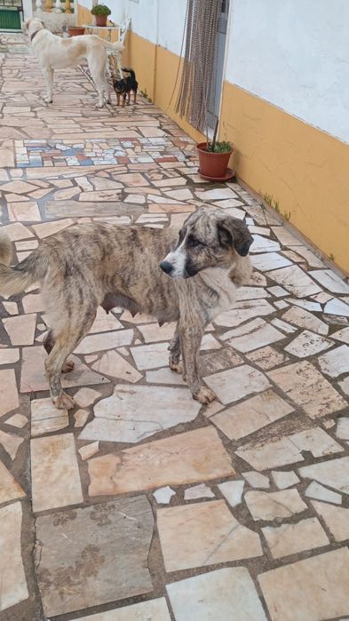 Rafeiros Alentejanos