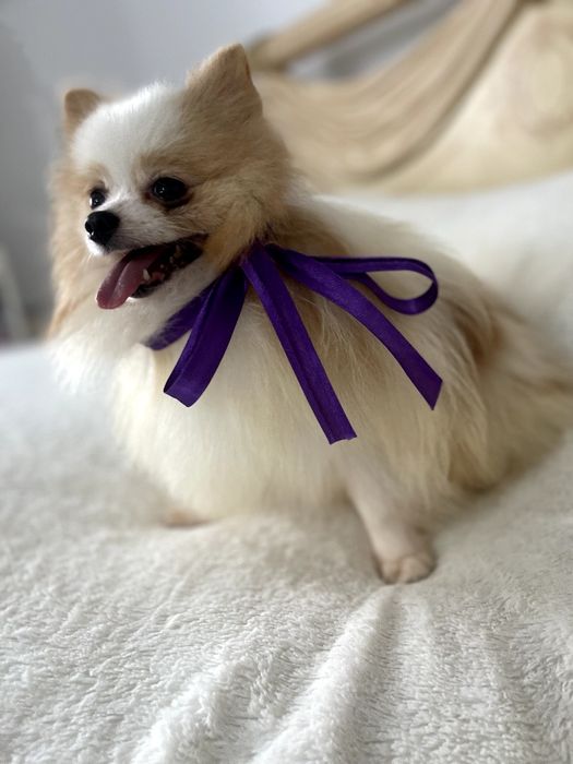 Міні-принци Померанські шпіци чекають на свої сімї