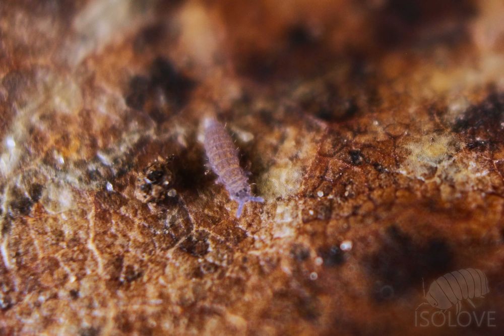 Ceratophysella isabellae "lilac", piękne skoczogonki ekipa sprzątająca